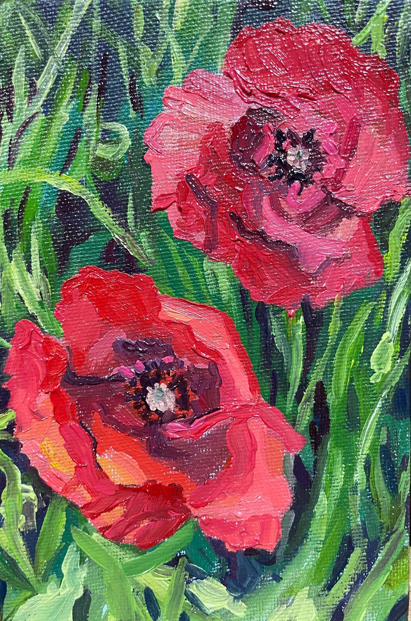 Poppies