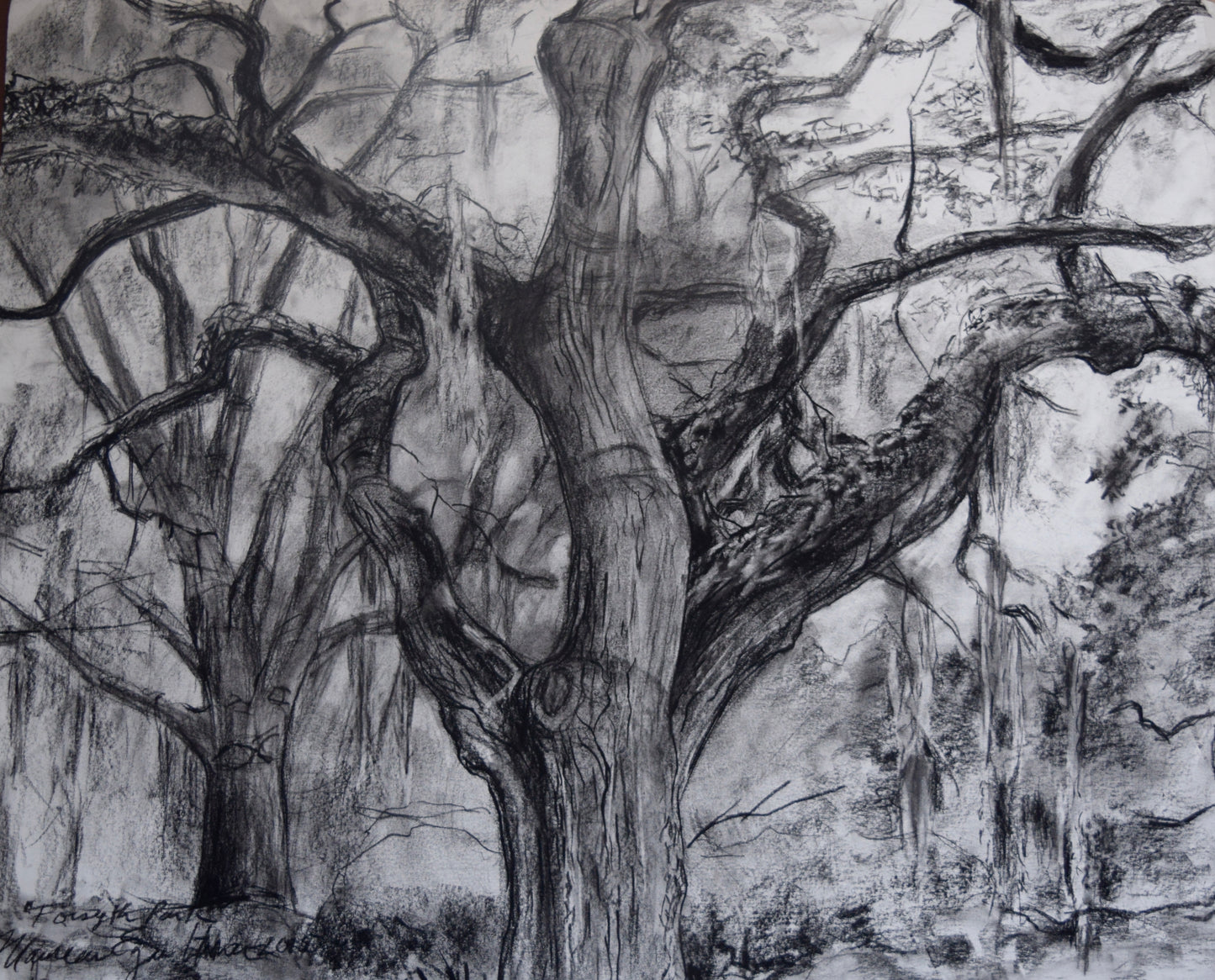Majestic Oak Original Drawing