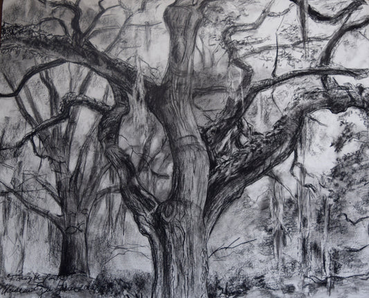 Majestic Oak Original Drawing