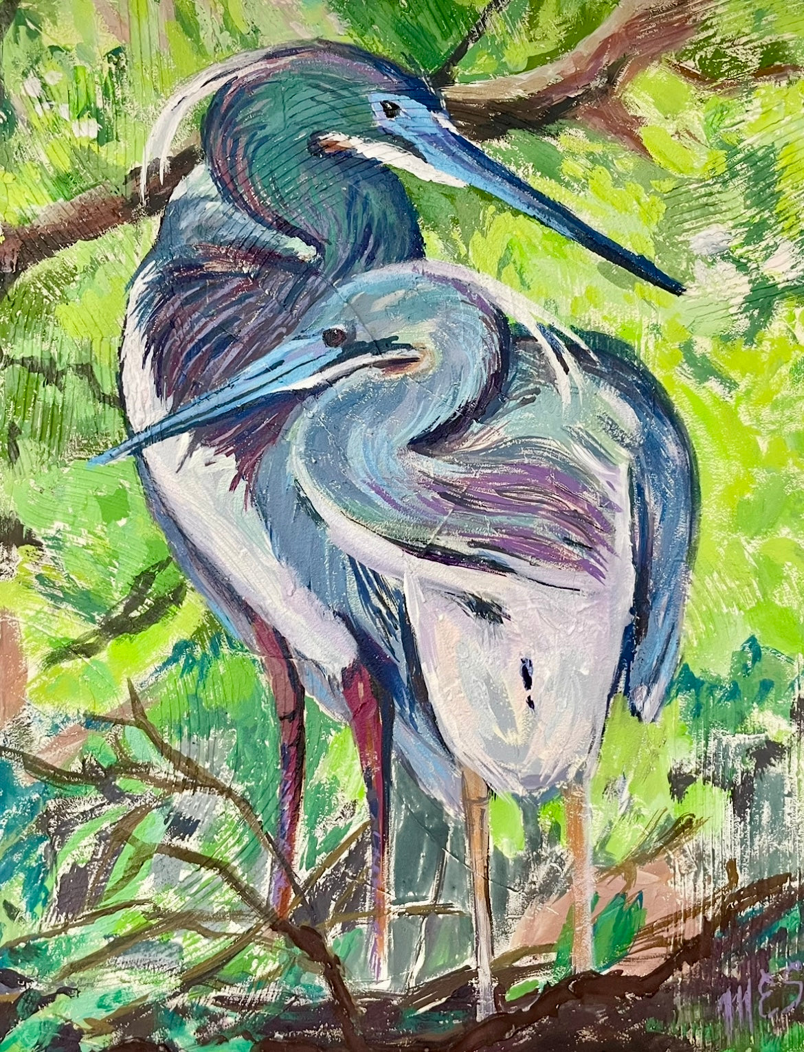 Tri - Colored Herons